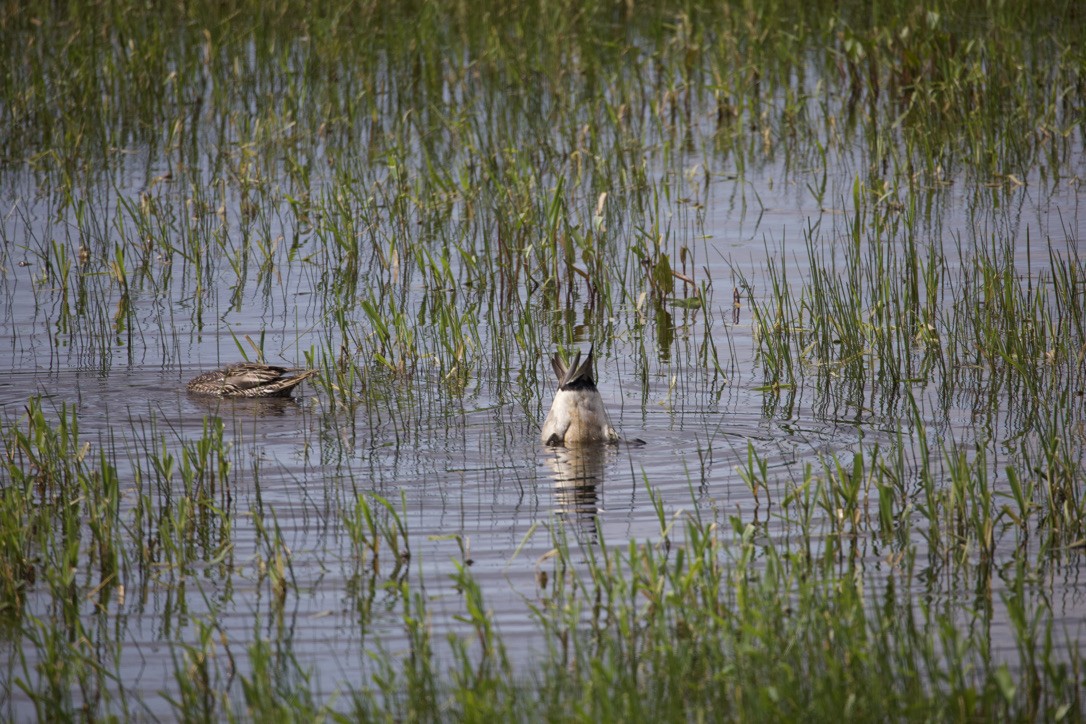 Northern Pintail - Gordon Atkins