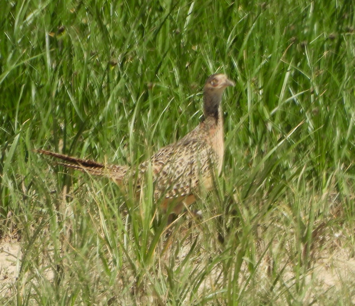 Ring-necked Pheasant - ML619442115