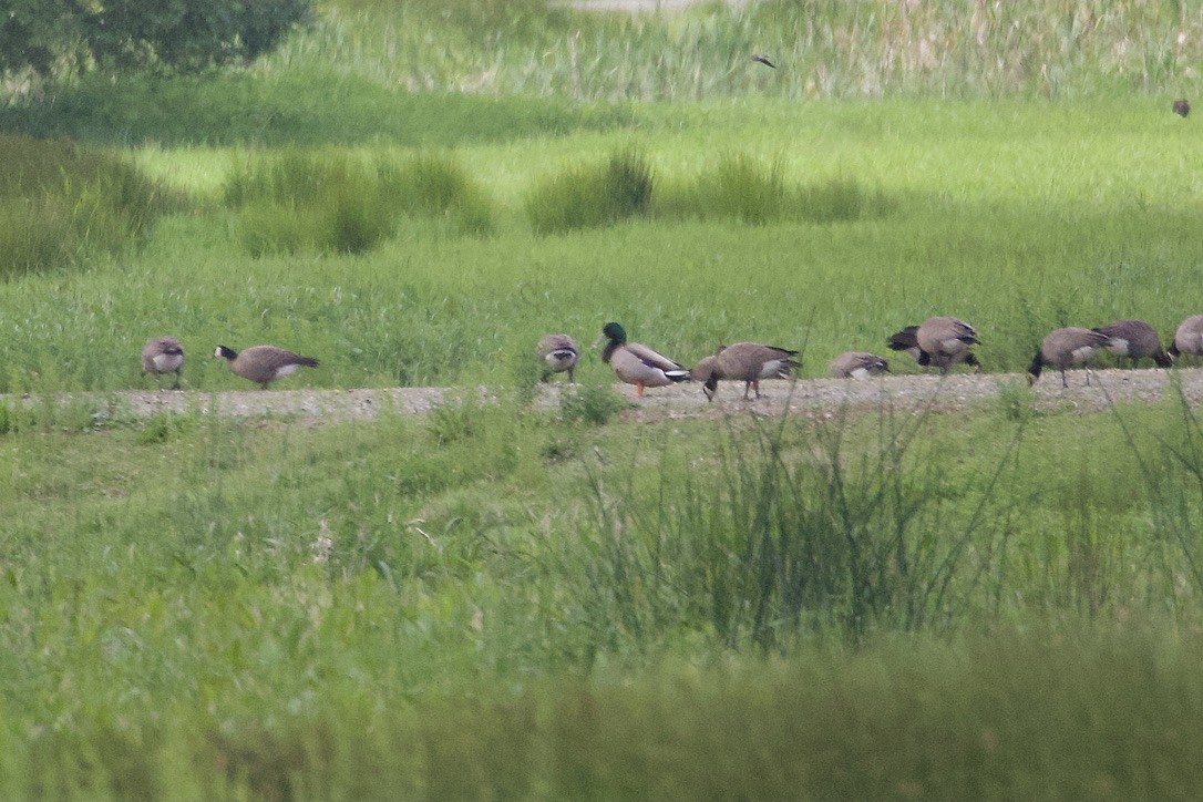 Cackling Goose - Gordon Atkins