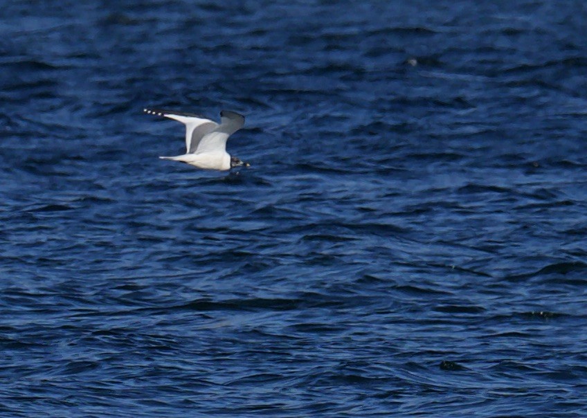 Sabine's Gull - Eric Heisey