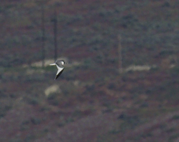 Sabine's Gull - Eric Heisey