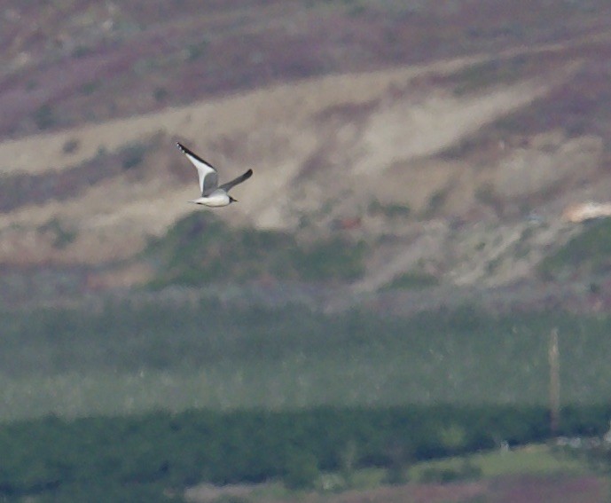 Sabine's Gull - Eric Heisey