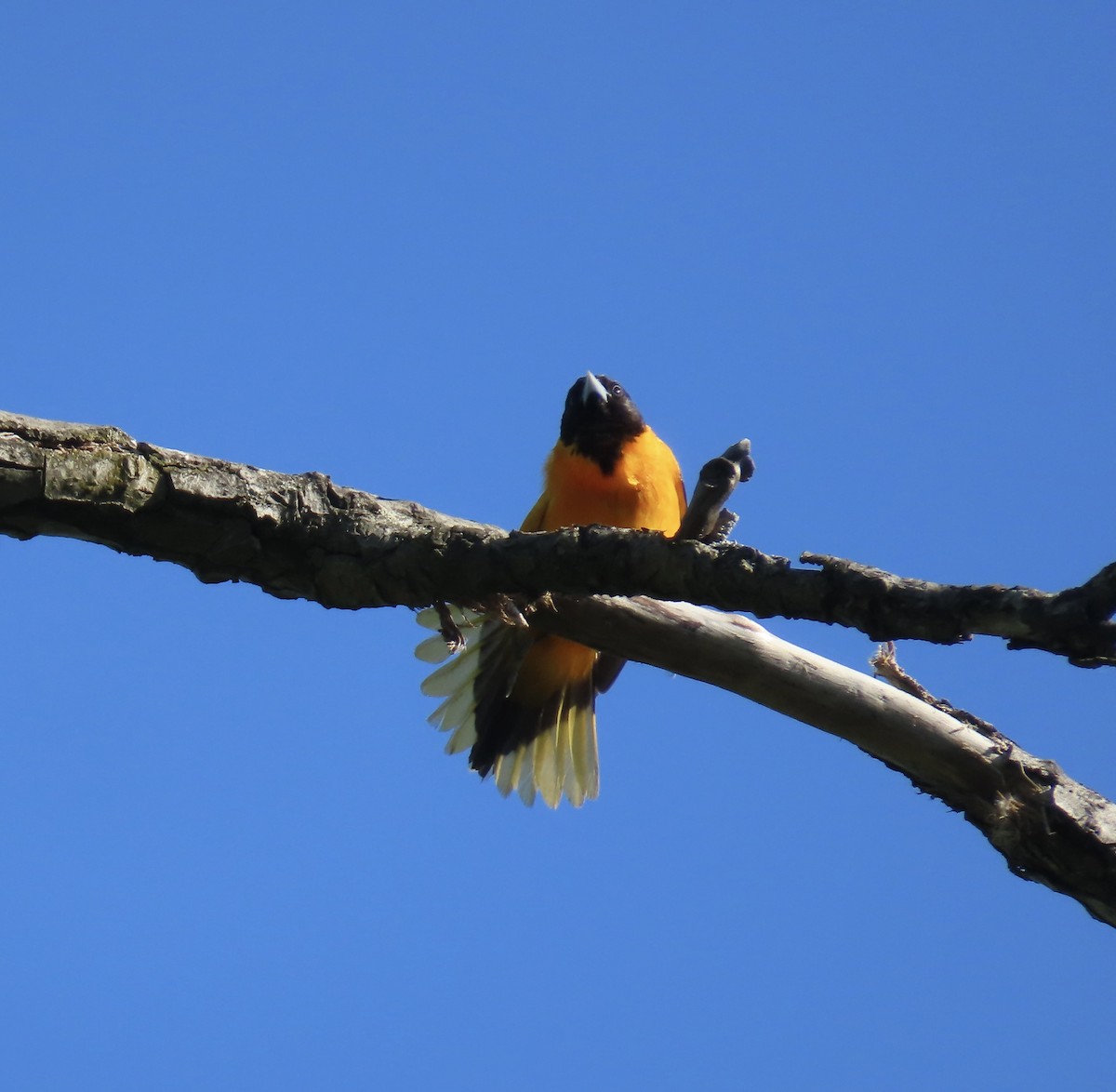 Baltimore Oriole - Steve Droste