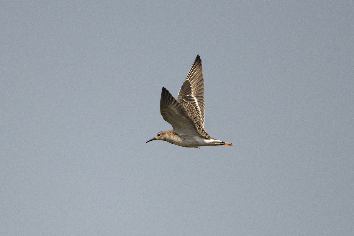 Ruff - Wachara  Sanguansombat