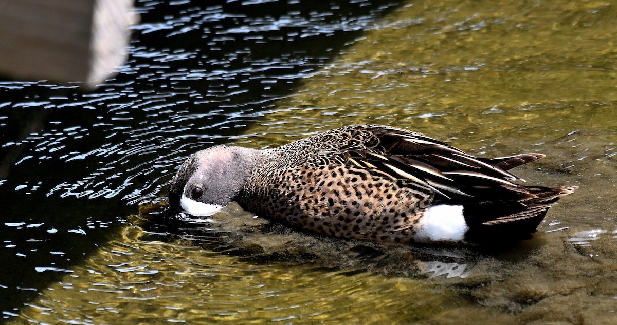 Blue-winged Teal - Steve Butterworth