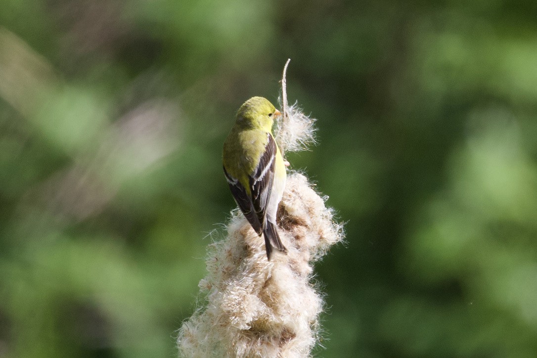 American Goldfinch - Gordon Atkins