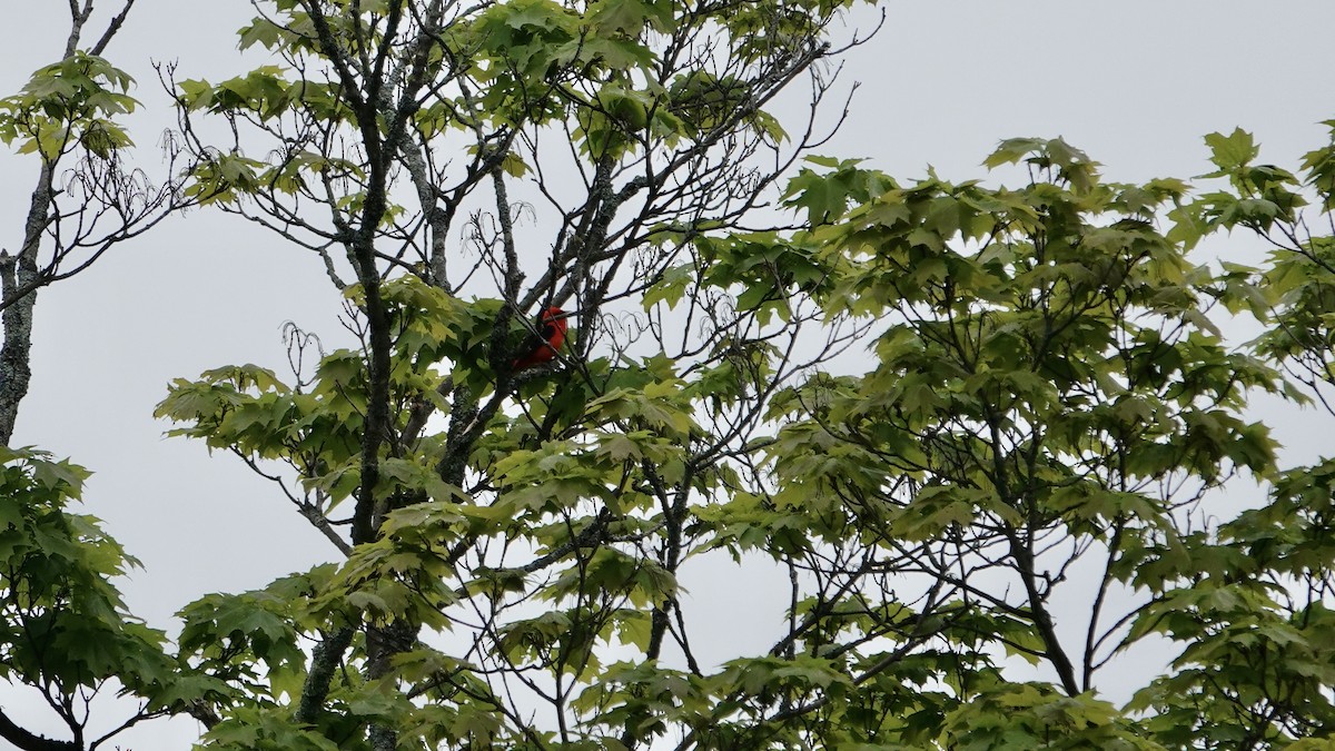 Scarlet Tanager - Tom Shepard