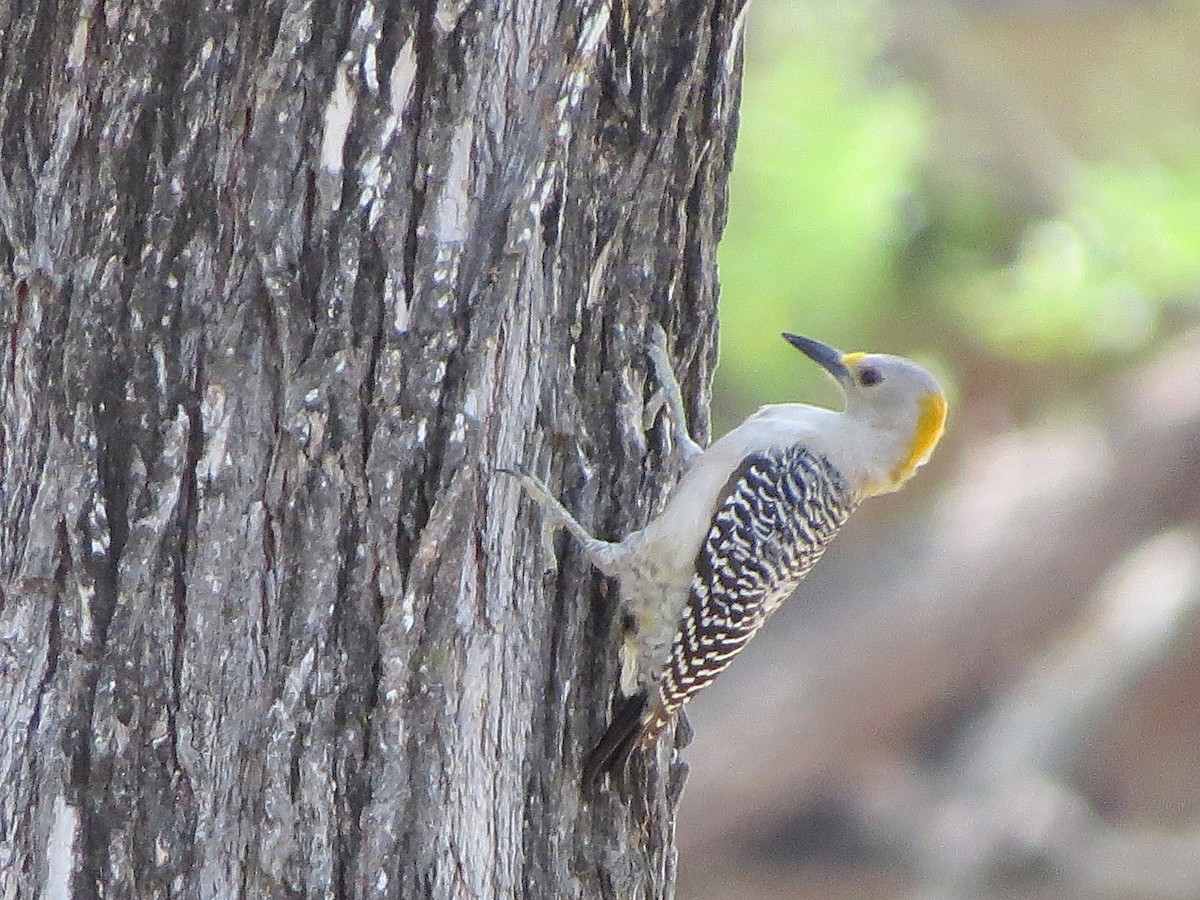 Golden-fronted Woodpecker - Paul Kursewicz