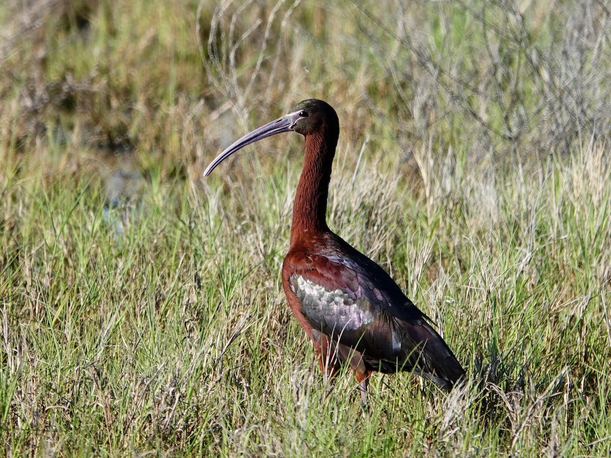 ibis americký - ML619442164