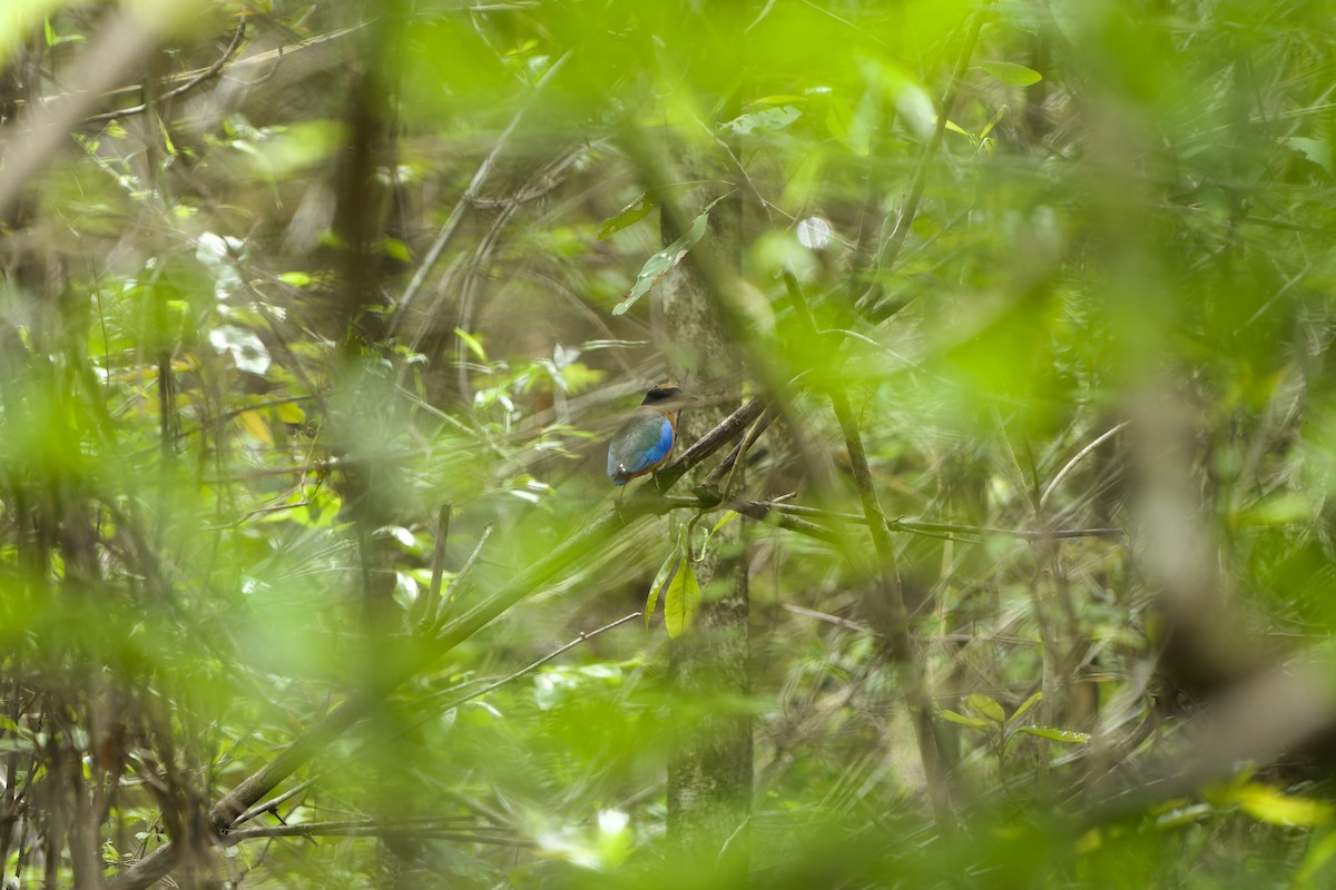 Blue-winged Pitta - Sam Hambly