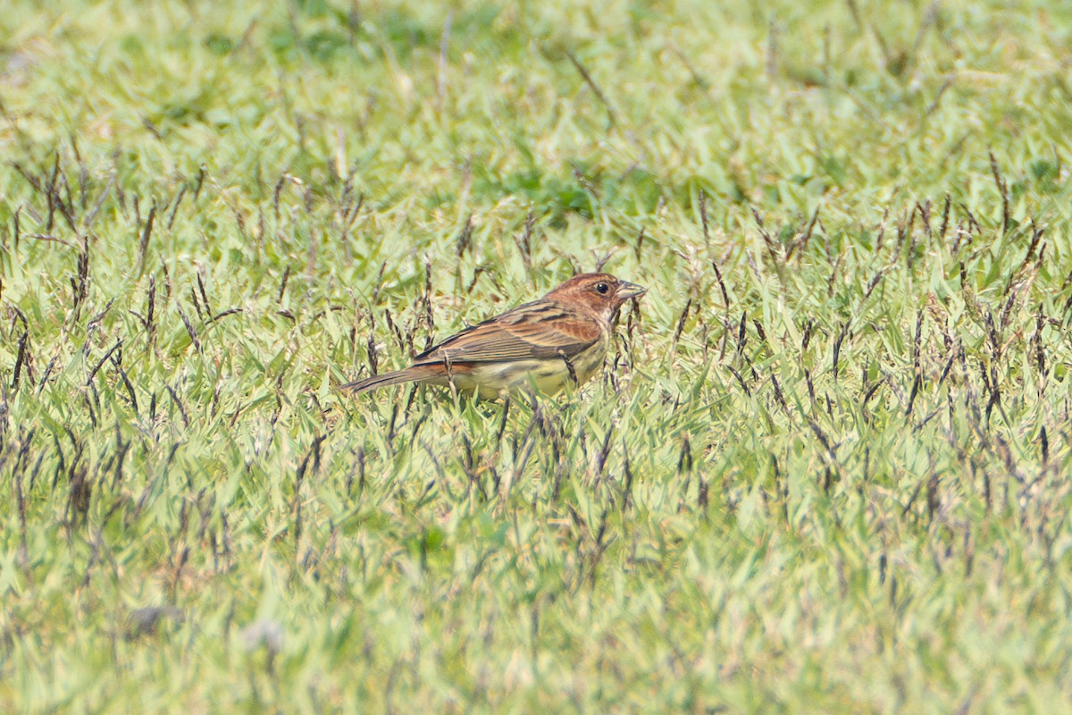 Chestnut Bunting - Fran Kim