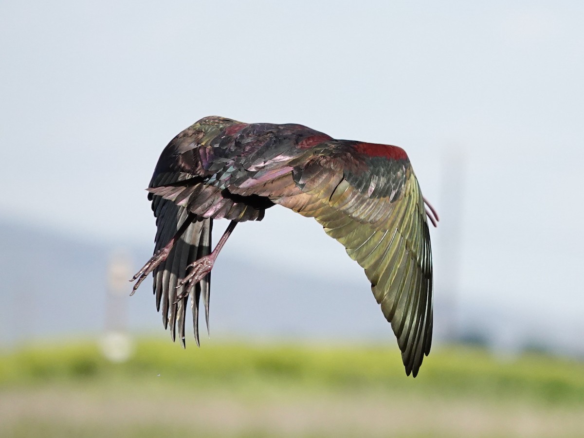 ibis americký - ML619442197