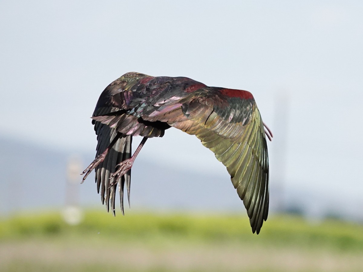 White-faced Ibis - ML619442197