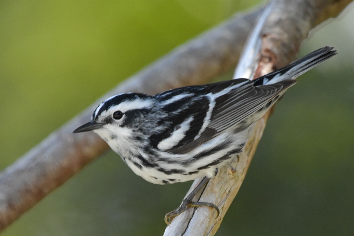 Black-and-white Warbler - James Keays