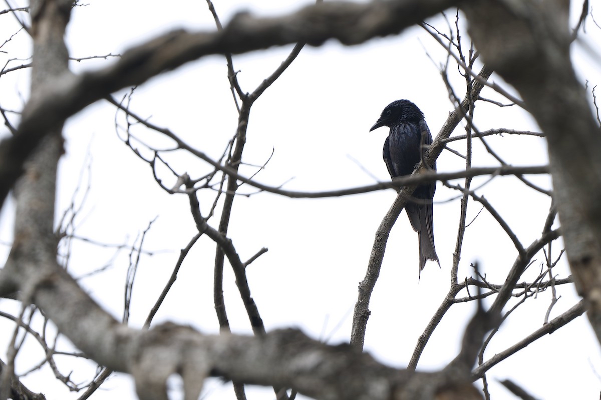 Bronzed Drongo - Sam Hambly