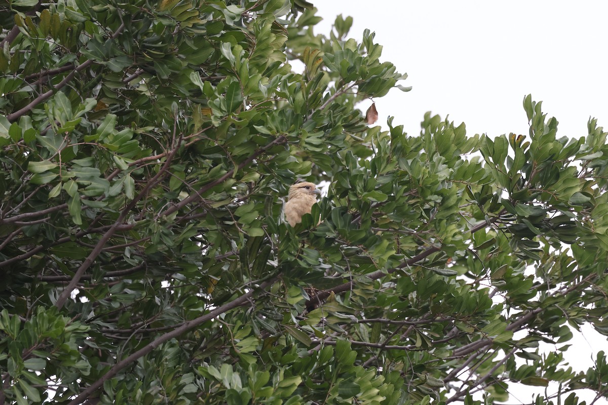 Yellow-headed Caracara - Brandon Stidum