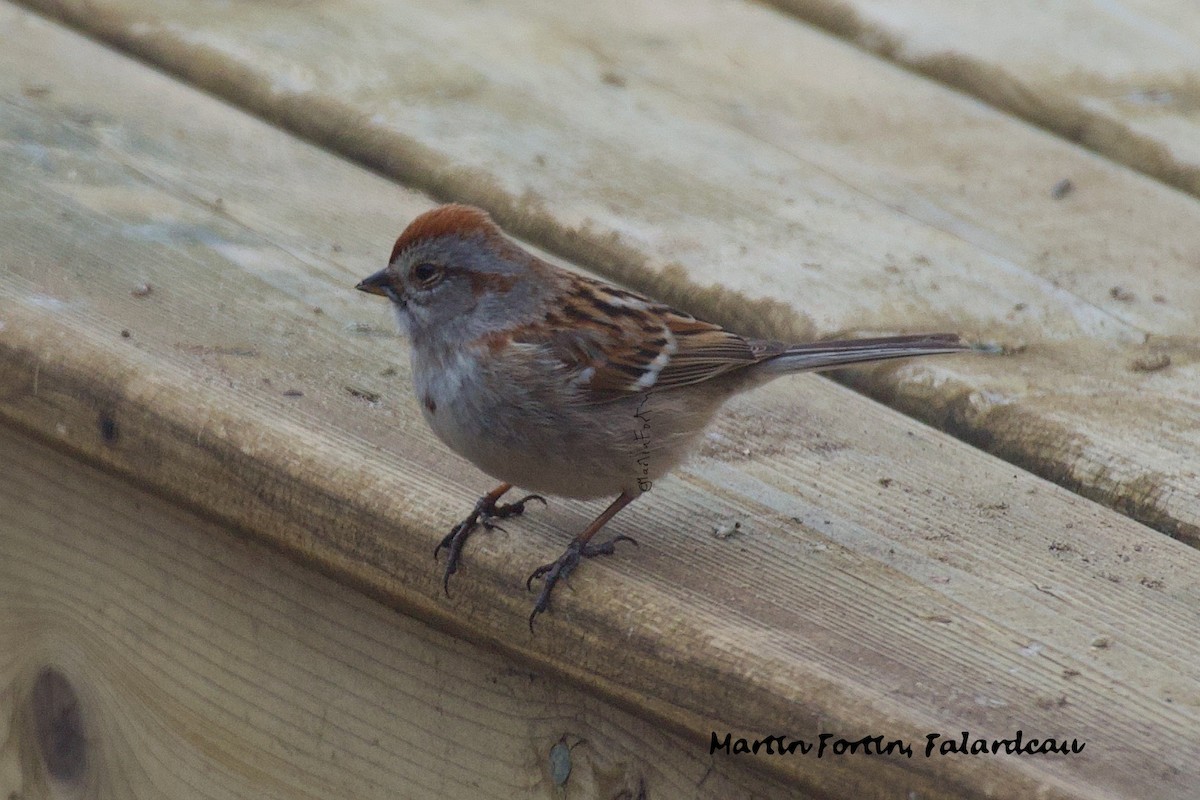 Chipping Sparrow - Martin Fortin