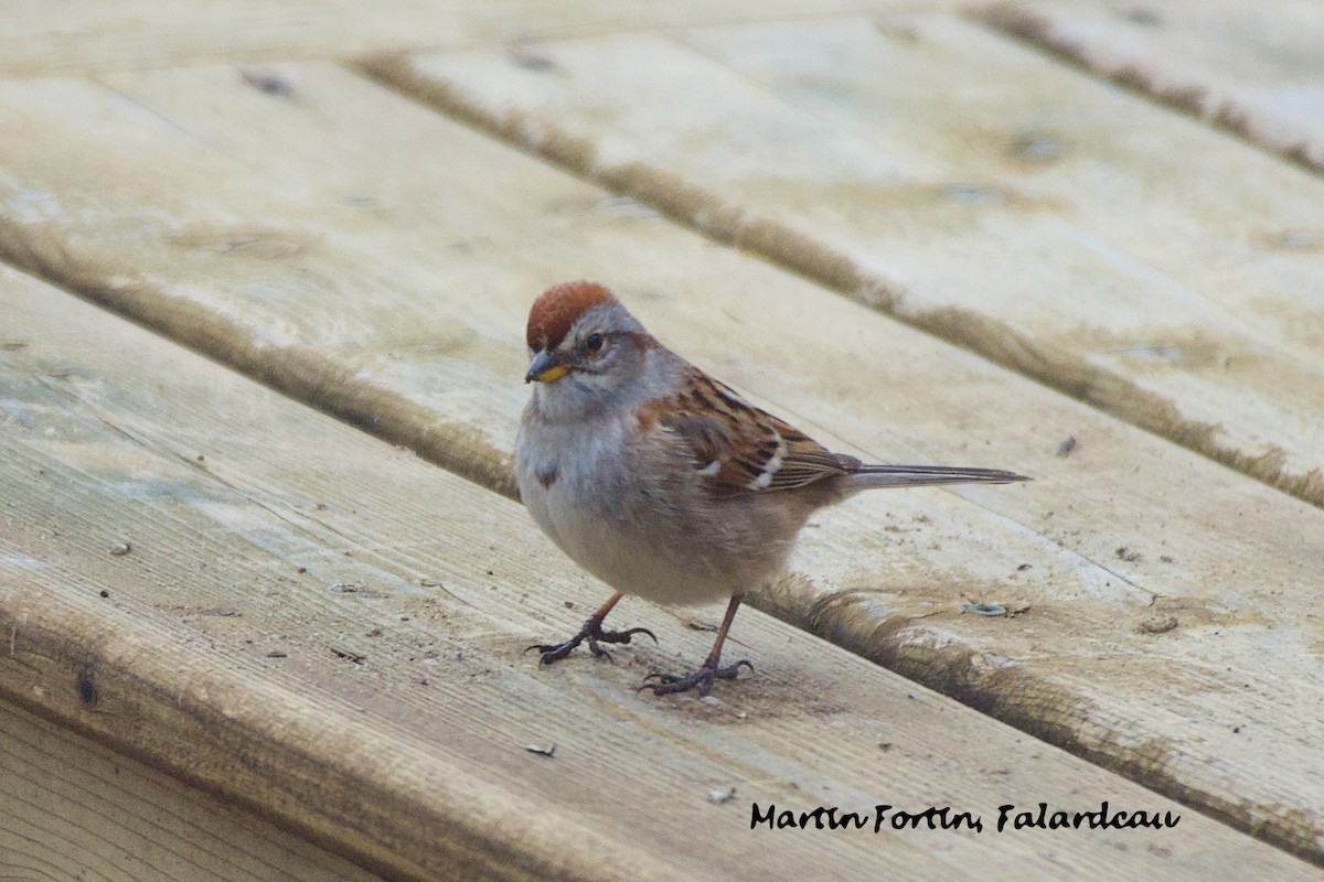 Chipping Sparrow - Martin Fortin