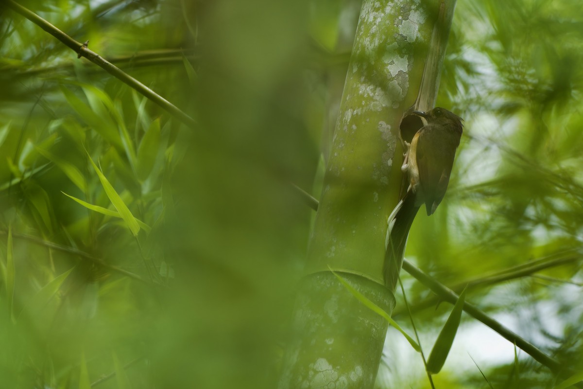 White-rumped Shama (White-rumped) - Sam Hambly