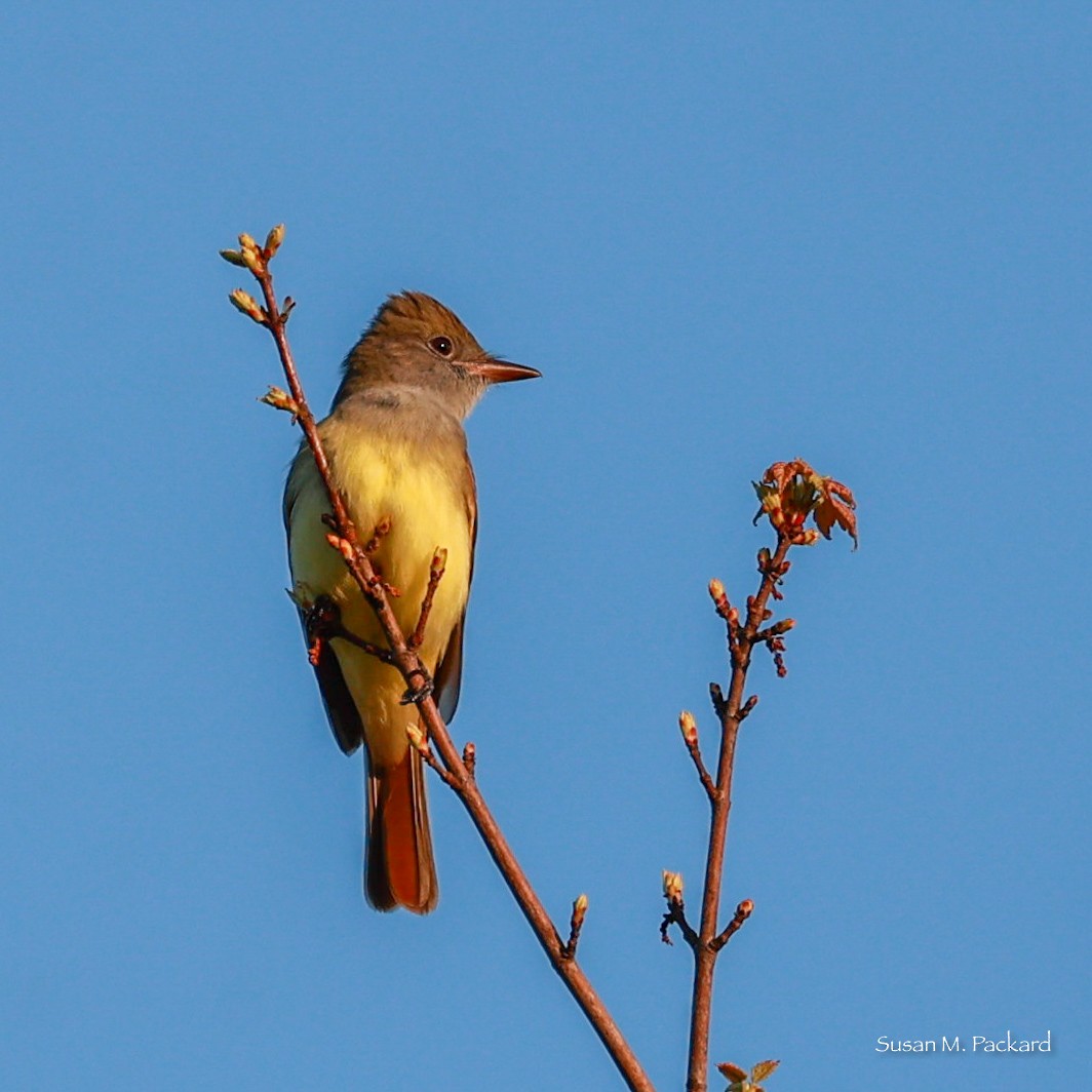 Great Crested Flycatcher - Susan Packard