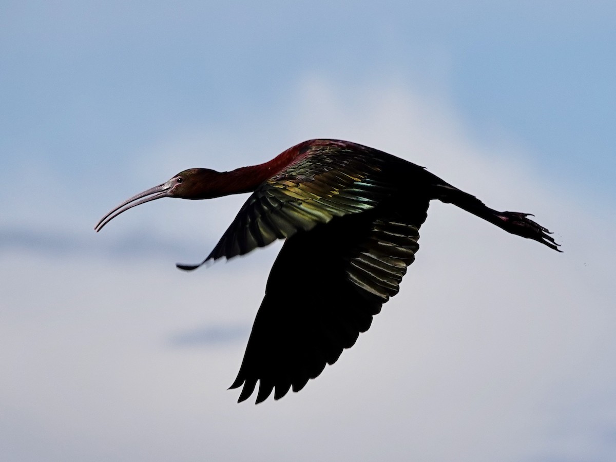 ibis americký - ML619442244