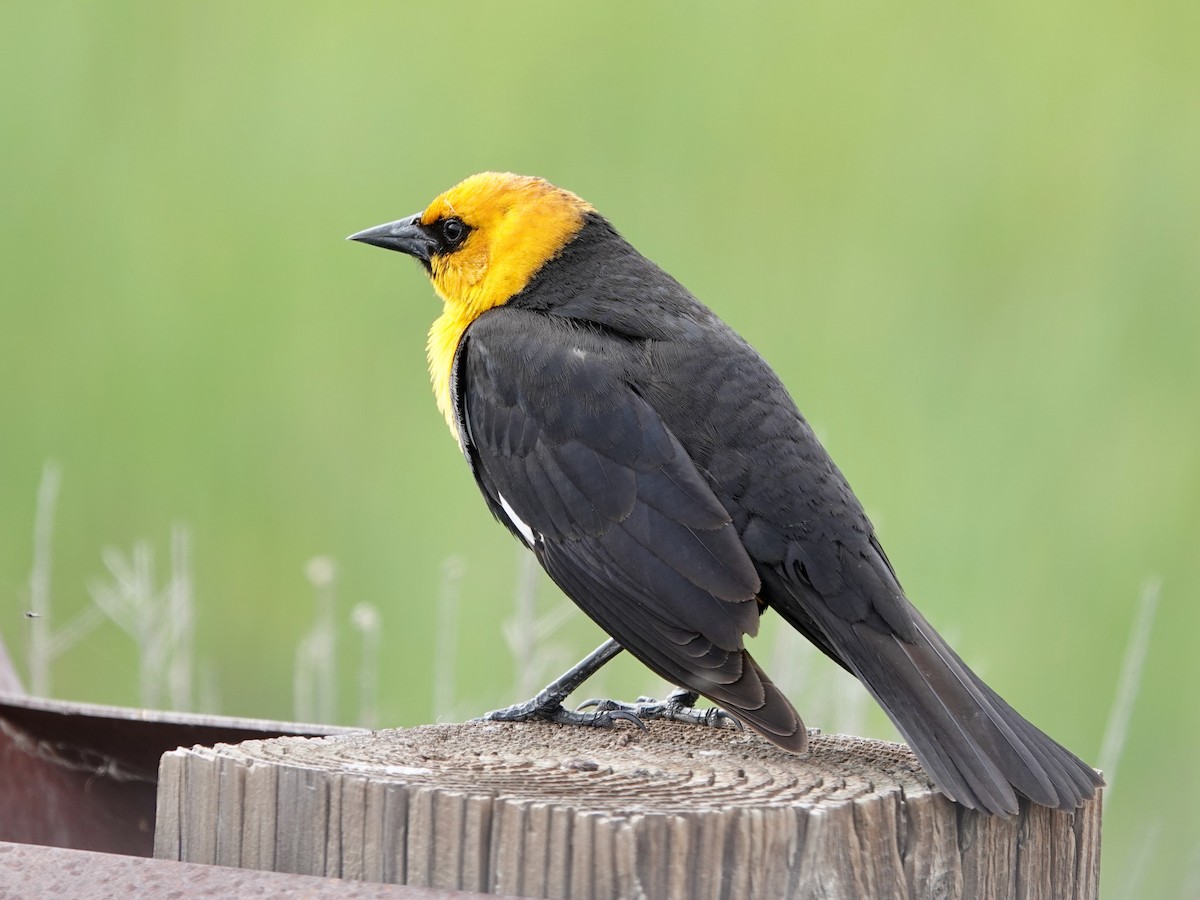 Yellow-headed Blackbird - Whitney Mortimer