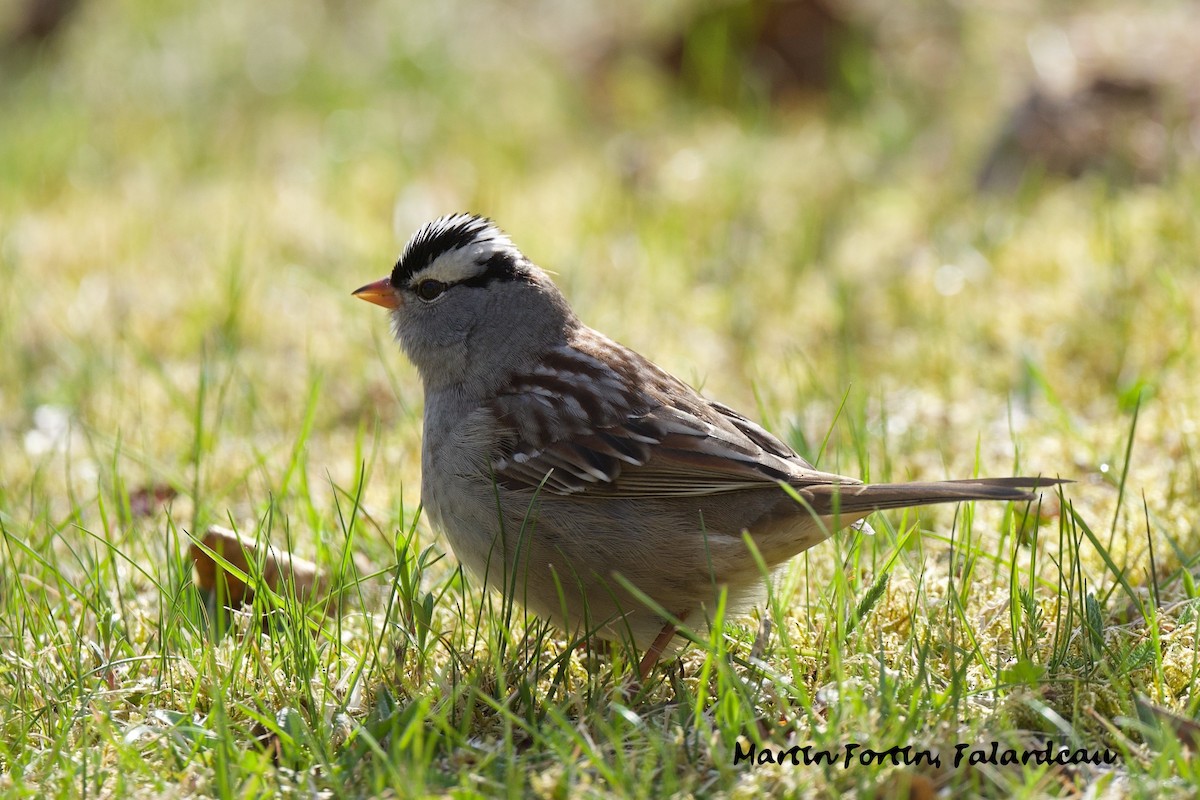 White-crowned Sparrow - Martin Fortin