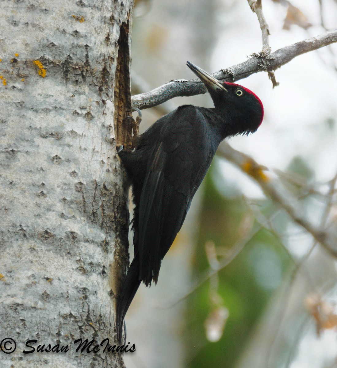 Black Woodpecker - Susan Mac