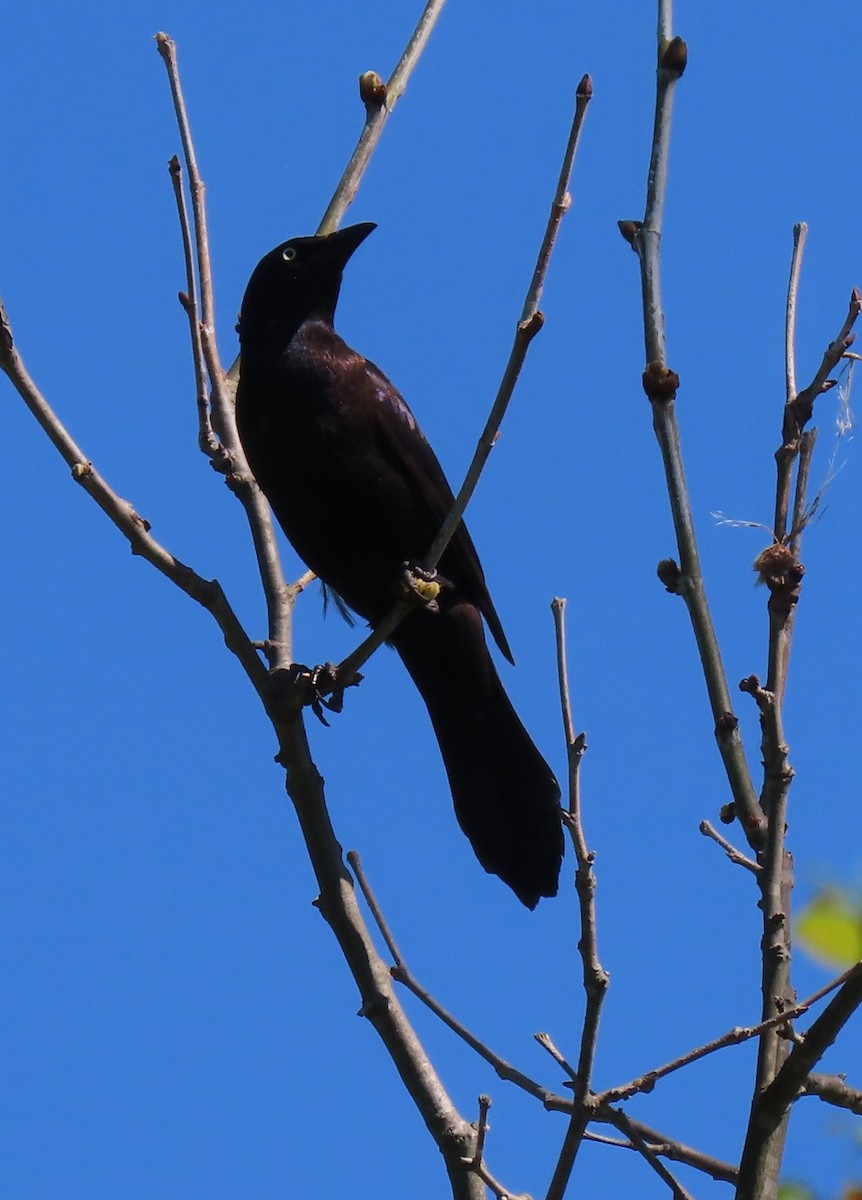 Common Grackle - ML619442273