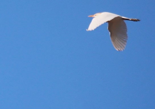 Western Cattle Egret - Lawrence Gardella