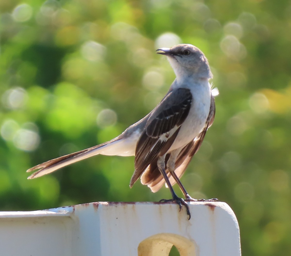 Northern Mockingbird - Pamela Gunn