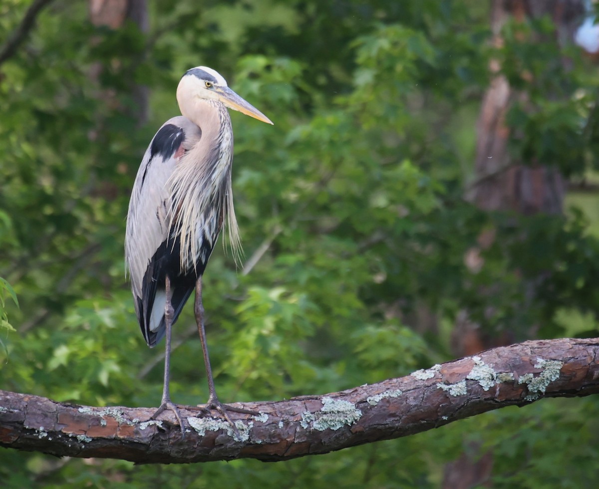 Great Blue Heron (Great Blue) - Lawrence Gardella