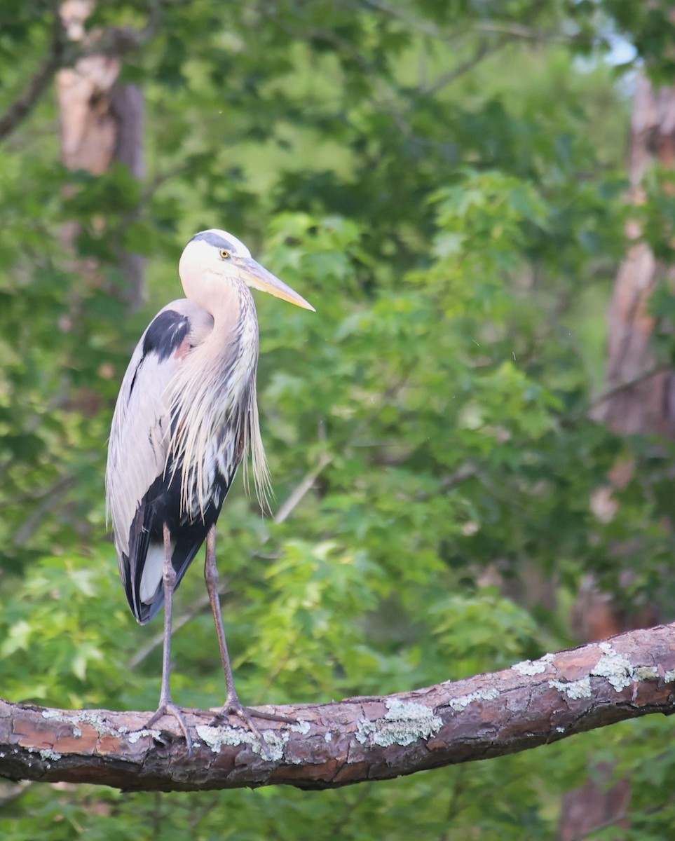 Great Blue Heron (Great Blue) - Lawrence Gardella