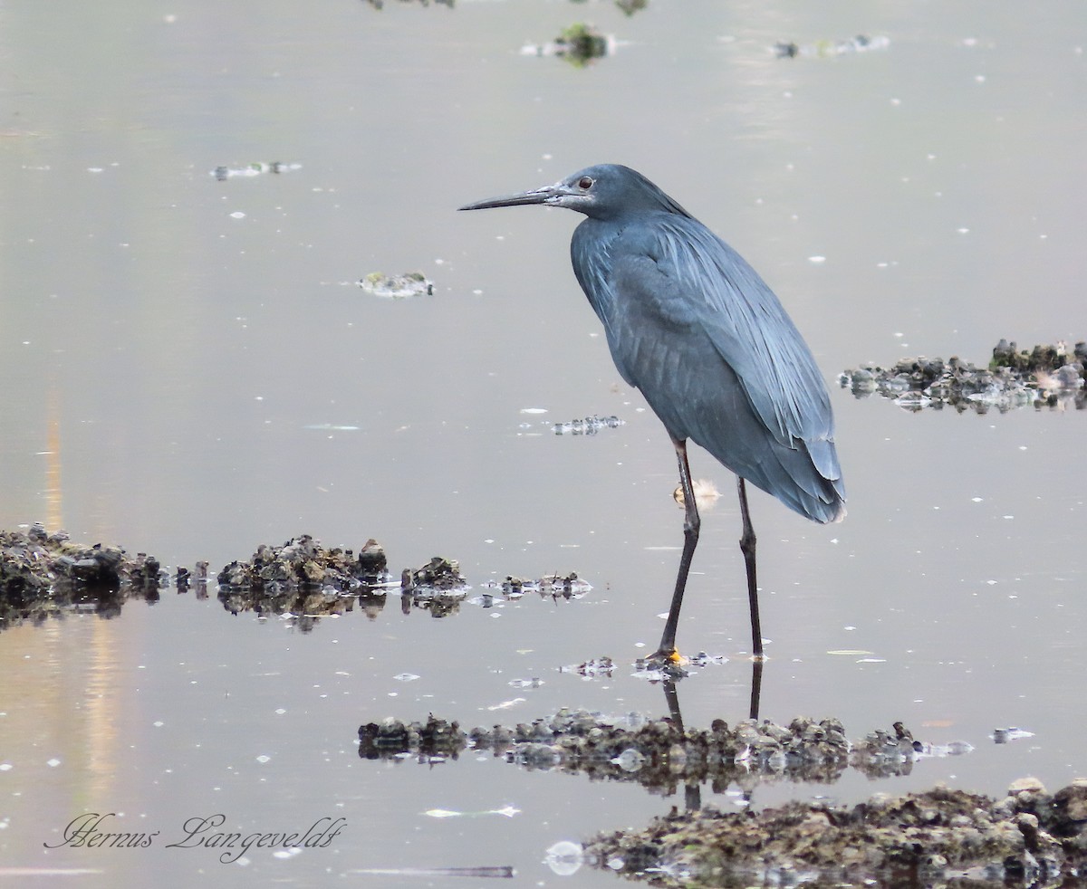 Black Heron - Hernus Langeveldt