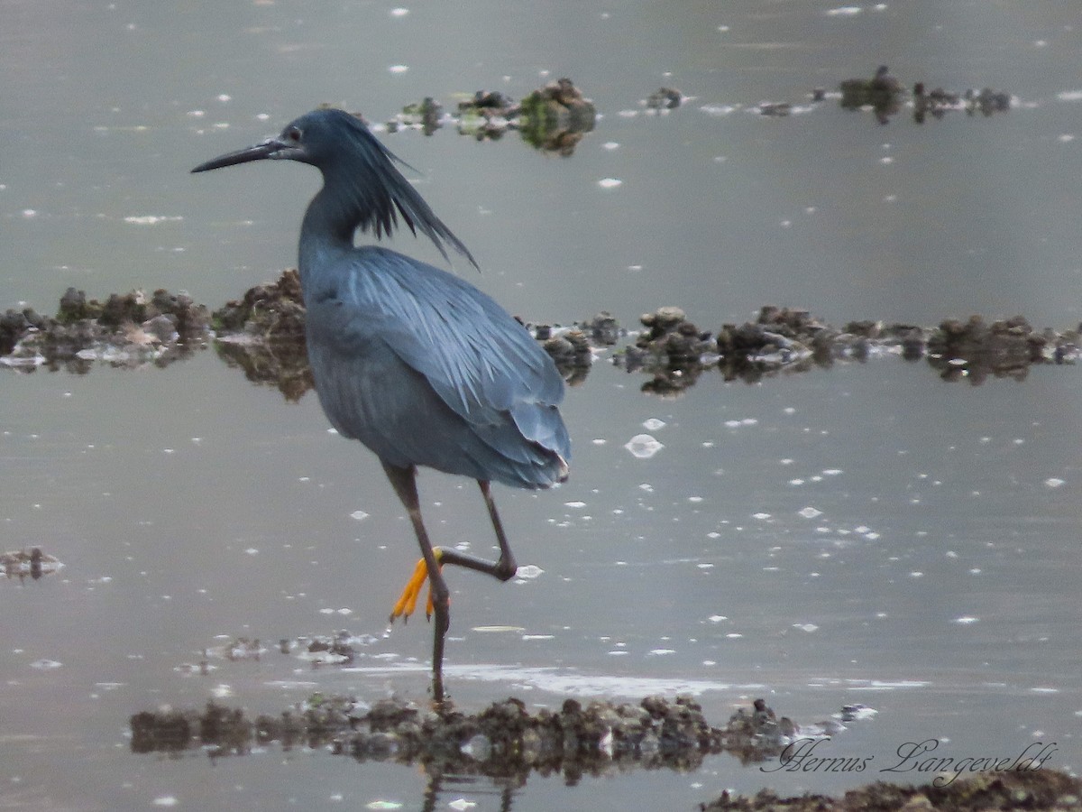 Black Heron - Hernus Langeveldt