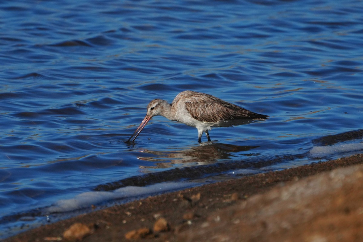 Bar-tailed Godwit - Victoriano Mora Morillo