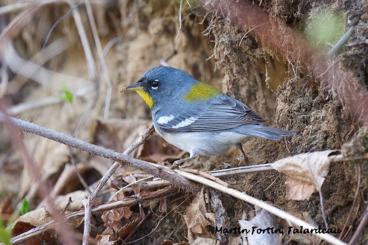 Northern Parula - Martin Fortin