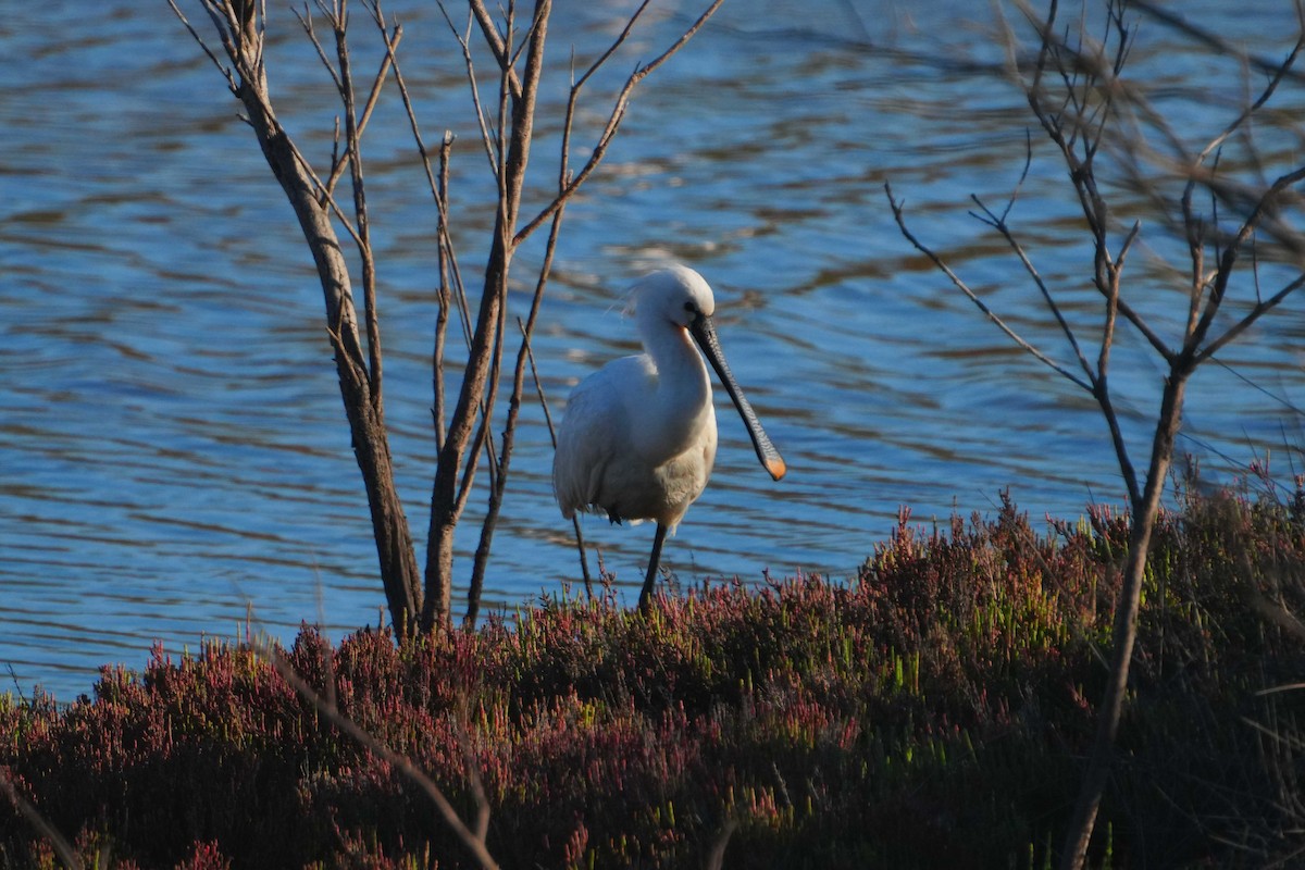 Eurasian Spoonbill - Victoriano Mora Morillo