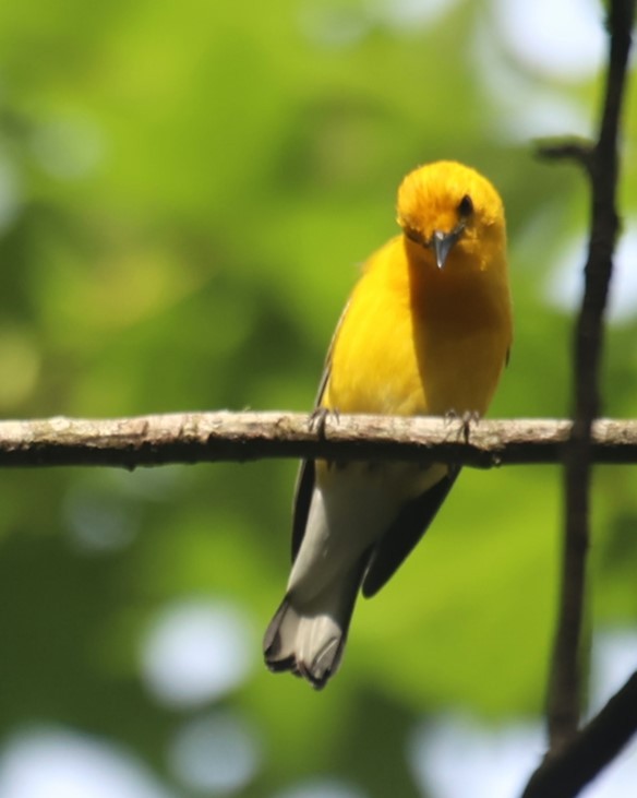 Prothonotary Warbler - Lawrence Gardella