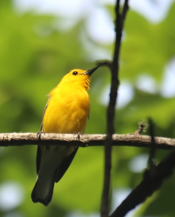 Prothonotary Warbler - Lawrence Gardella