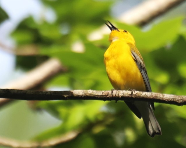 Prothonotary Warbler - Lawrence Gardella