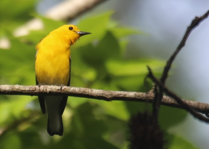 Prothonotary Warbler - Lawrence Gardella