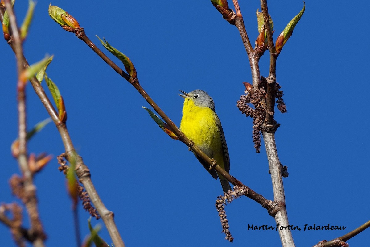 Nashville Warbler - Martin Fortin