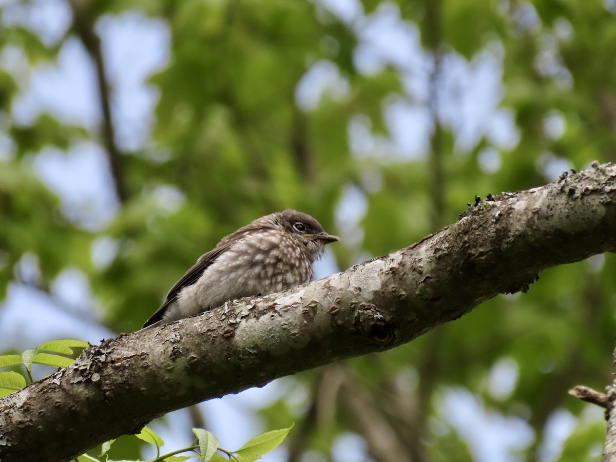 Eastern Bluebird - Kristen Lindquist