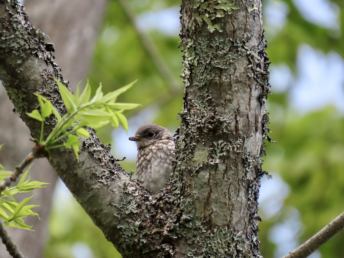 Eastern Bluebird - Kristen Lindquist