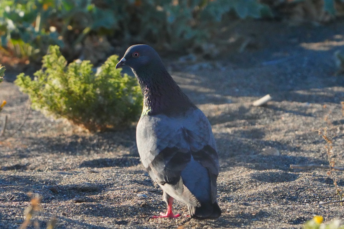 Rock Pigeon (Feral Pigeon) - Victoriano Mora Morillo