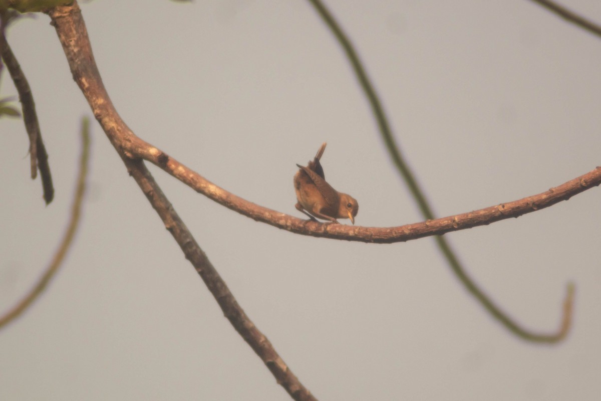 House Wren - Manuel de Jesus Hernandez Ancheita