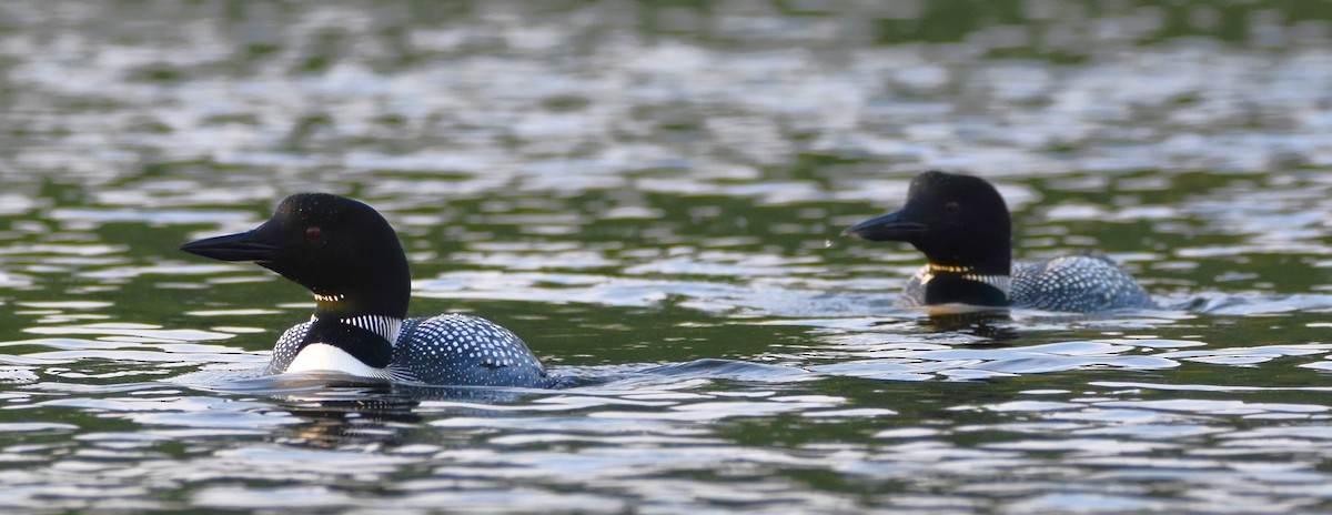 Common Loon - Ted Stewart