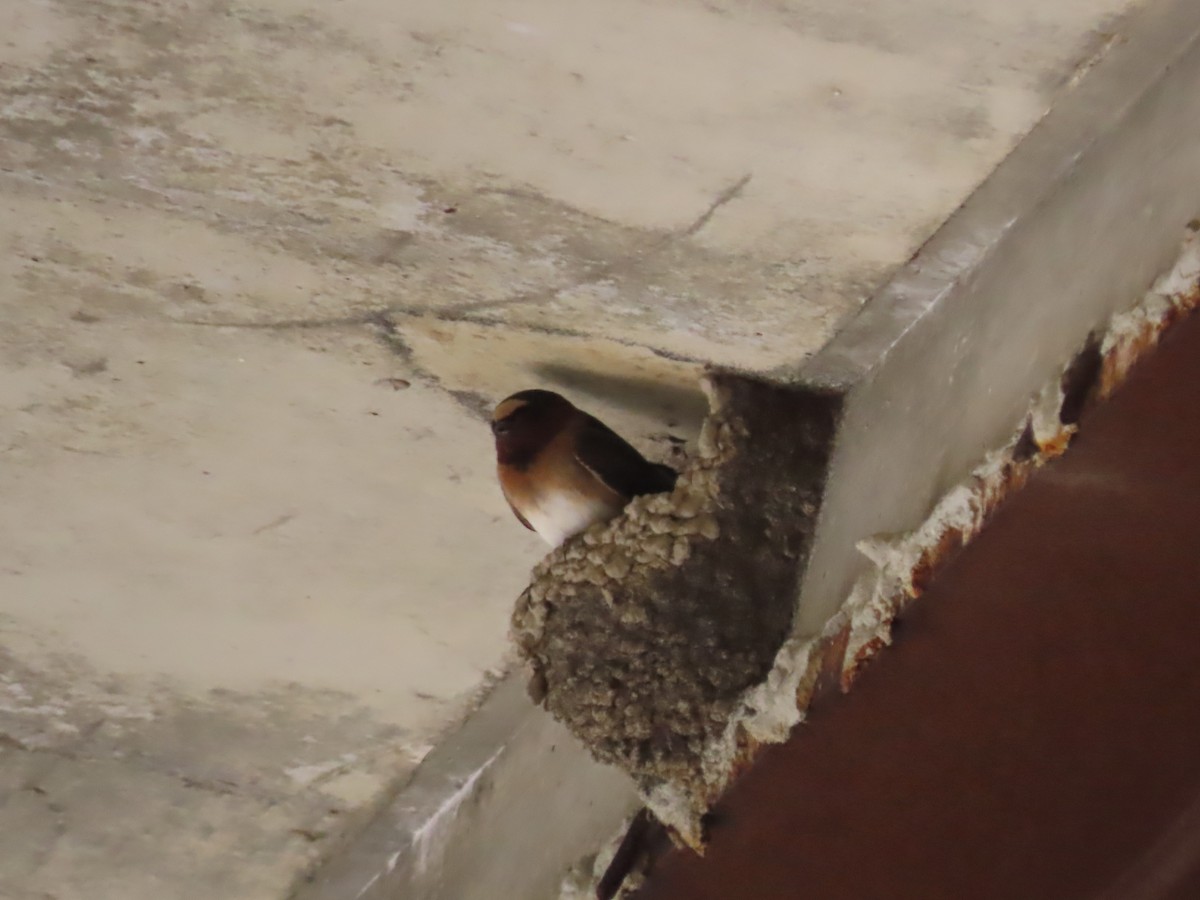 Cliff Swallow - claude charest