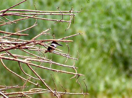 Green Kingfisher - ML619442343